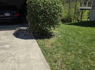 Bush Trimming by Stephen Sheldon for Joy B. in Cincinnati, OH