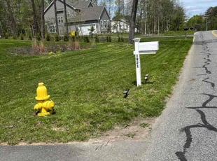 Rose D.'s Lawn Care service result