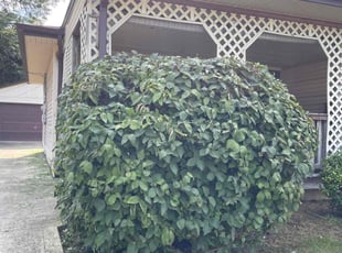 Bush Trimming by Dave Ehrenberg for Brian M. in Columbus, OH