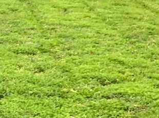 Loretta J.'s Lawn Care service result