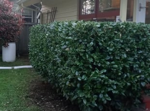 Bush Trimming by Riki Howry for Benjamin M. in Portland, OR