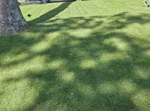 Gloria N.'s Lawn Care service result