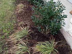 Weeding by Jeremy Krahn for Anne W. in Del Valle, TX