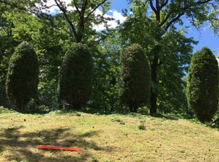 Bush Trimming by Giovanni HErnandez for Stephanie G. in Washington, DC