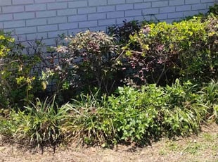 Bush Trimming by Willie Carmichael Jr for Ronnie A. in Apopka, FL