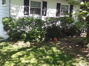 Bush Trimming by Michael Holland for Joanna D. in Rockville, MD