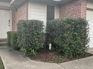 Bush Trimming by Chris Richey for Terra C. in Leander, TX