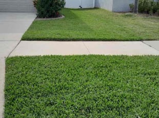 Albert G.'s Lawn Mowing service result