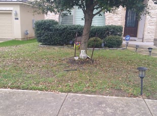 Bush Trimming by Jason Salazar for Heather B. in San Antonio, TX