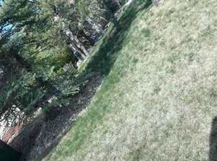 Bush Trimming by Tony Roma for Ronna P. in Castle Rock, CO