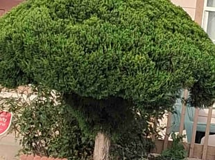 Bush Trimming by Joseph Felicetty for Olga O. in Colorado Springs, CO