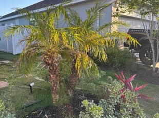 Bush Trimming by Carlos Soriano for Matthew G. in Mount Dora, FL