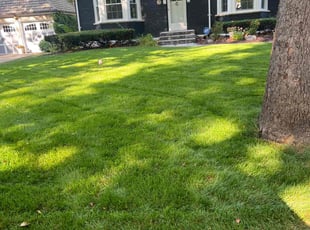 Stephanie B.'s Lawn Mowing service result