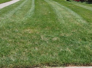 Pearl K.'s Lawn Mowing Service service result