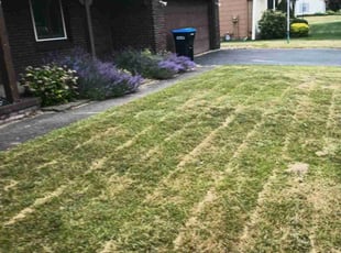 Bush Trimming by Luis Rosa for Daniel S. in Rochester, NY