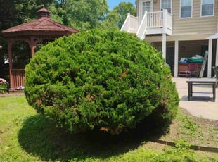 Bush Trimming by Scott Beacham for Darrell J. in Owings Mills, MD
