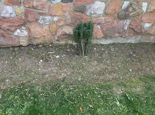 Weeding by Aaron Ford for Shivali S. in Staten Island, NY