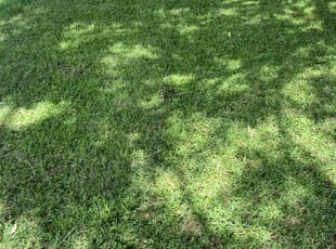 Stanley and Clementine R.'s Lawn Maintenance service result