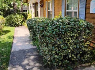 Bush Trimming by Robert Williams for Annelise L. in Jacksonville, FL
