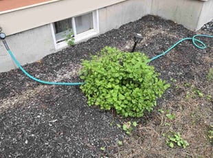 Bush Trimming by Samantha Wolfe for Earl B. in Springfield, MA