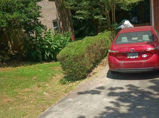 Bush Trimming by Omayma Saleh for Jenni W. in Decatur, GA