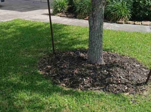 Weeding by Gabriel Pearson for Whitney T. in Alvin, TX