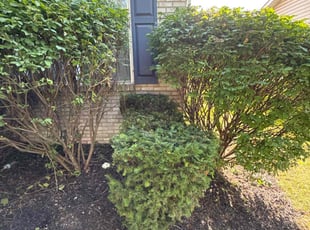 Bush Trimming by Kaleb Klimek for Marshawn W. in Indianapolis, IN