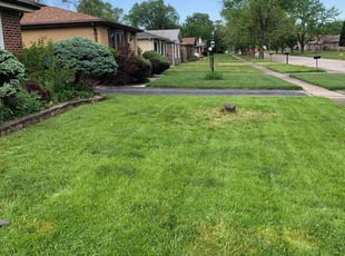 Shannon D.'s Lawn Service service result