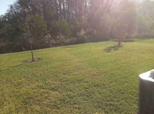 Molly R.'s Lawn Mowing service result