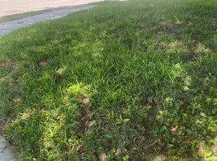 Leaf Removal by Fausto Bandala for Mike S. in Pflugerville, TX
