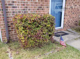 Bush Trimming by Danielle Patterson for Syeda S. in Virginia Beach, VA