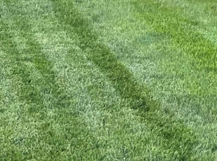 Logan C.'s Lawn Mowing Service service result