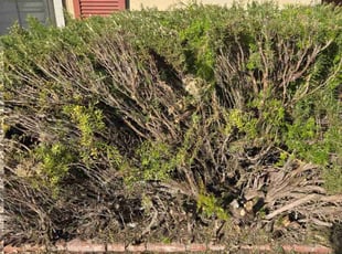Bush Trimming by Christopher Lim for Mark S. in Santa Clara, CA