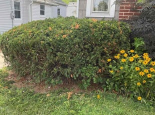 Bush Trimming by Phillip Crews for Robert F. in Toledo, OH