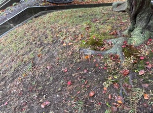 Leaf Removal by Andrew Boodoo for Constance J. in Pittsburgh, PA