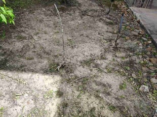 Weeding by Enrique Ramirez for Sonia T. in Houston, TX