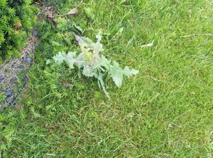 Weeding by De'von Wardlow-Williams for Ali N. in Milwaukee, WI
