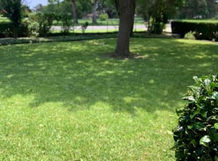 Britney G.'s Lawn Service service result