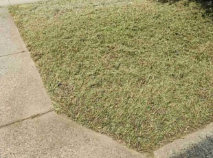 Kim M.'s Lawn Mowing service result