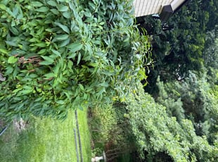 Bush Trimming by Alicia Ralston for Rachel S. in Verona, PA