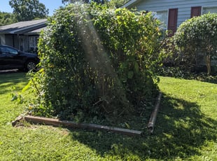 Bush Trimming by Alan Cortes for Onika M. in Charlotte, NC