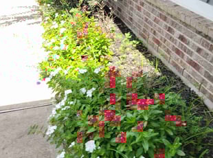 Weeding by Gladis Carcamo for Stephanie G. in Katy, TX