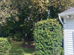 Bush Trimming by James Mitchell for Greg S. in Columbia, MD
