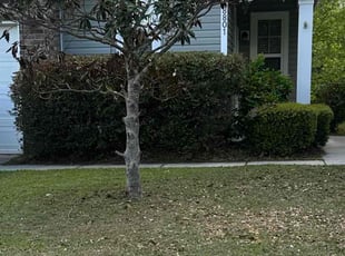 Bush Trimming by Antwain Turner for Maria H. in North Charleston, SC