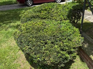 Bush Trimming by Justin Dietrich for Eleni K. in Youngstown, OH