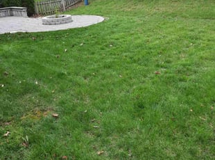 Sheila W.'s Lawn Mowing Service service result