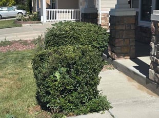 Bush Trimming by Tiffany Higgins for Dion B. in Colorado Springs, CO