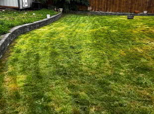 Justy V.'s Grass Cutting service result