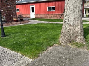 Lillie S.'s Lawn Mowing service result