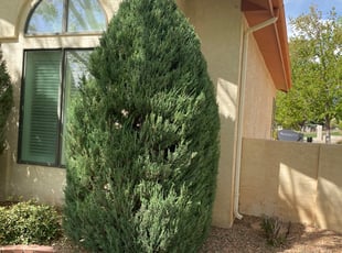 Bush Trimming by Manuel Lucero for Arup M. in Albuquerque, NM